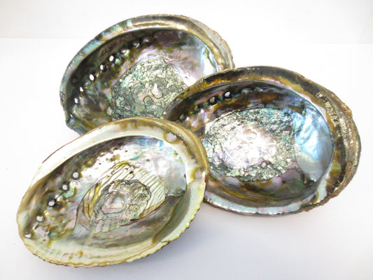 Grüne Abalone Muschel 3 Set (M+ L+ XL)