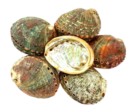 Abalone-Muschel - Extra Klein (6 Stück)