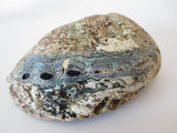 Abalone Muschel Großhandel - Klein