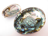 Abalone Muschel Großhandel - Klein