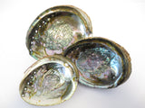 Grüne Abalone Muschel 3 Set (M+ L+ XL)