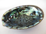 Abalone-Muschel Großhandel - Mittel