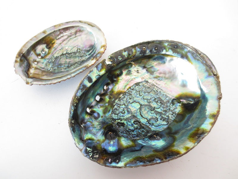 Abalone-Muschel Großhandel - Mittel