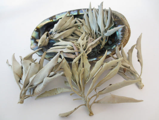 Abalone-Muschel Großhandel - Mittel