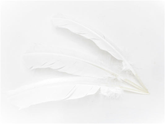 Weier Salbei-Fleckfeder weiß gelb (3 Stck)