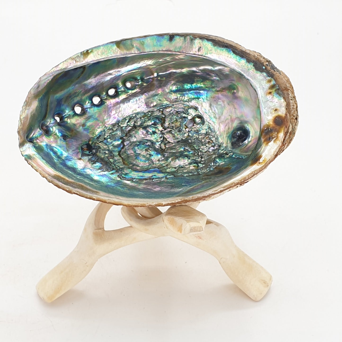 Großhandel – Dreibeiniger Kobra-Ständer aus Holz + Abalone-Muschel (mittelgroß)