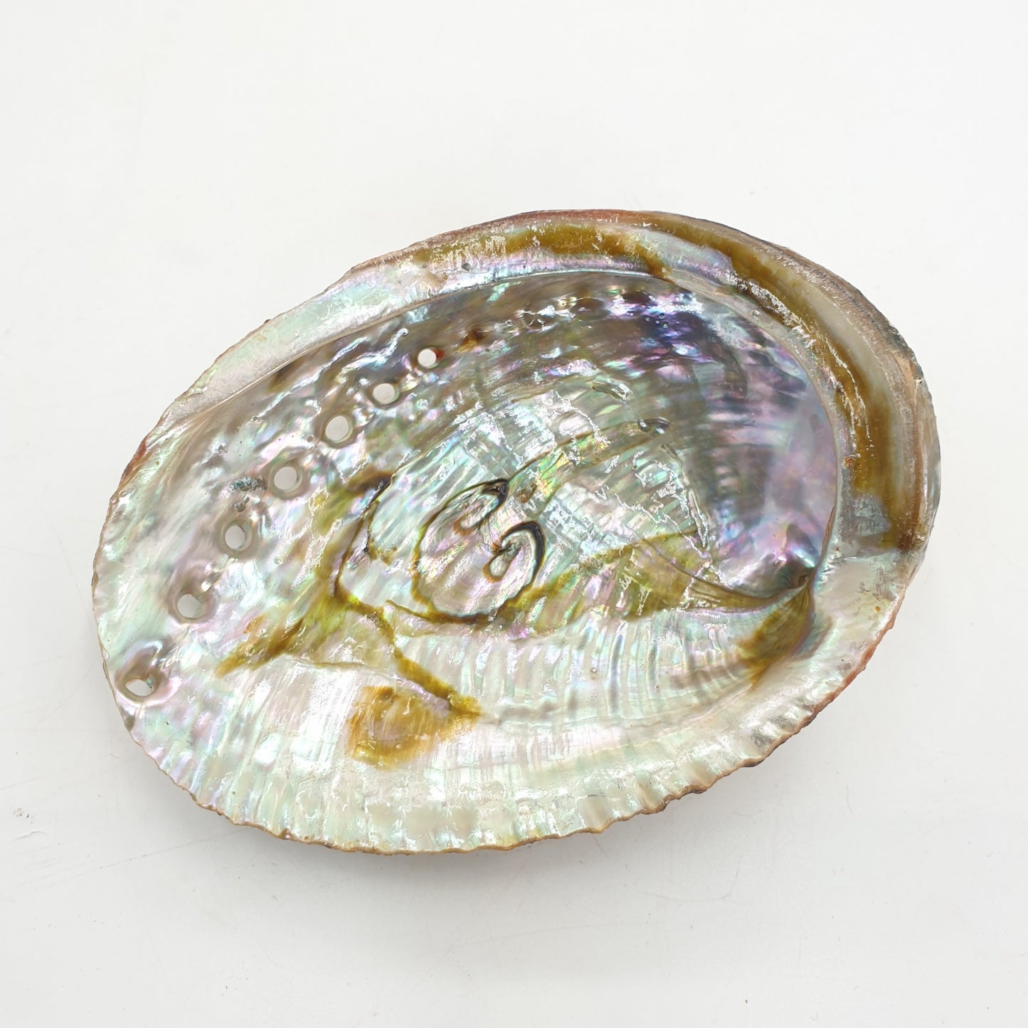 Großhandel - Abalone-Muschel-Mini