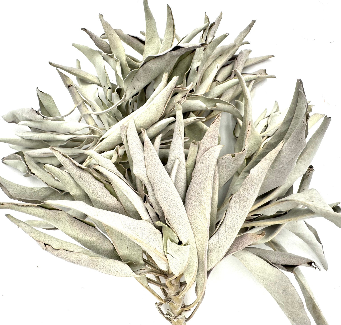 Weißer Salbei-Cluster 2000 Gramm