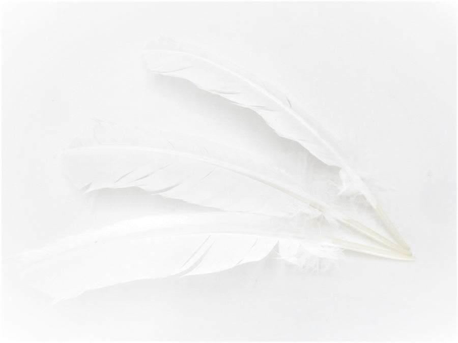 Weier Salbei-Fleckfeder wei gelb (3 Stck)