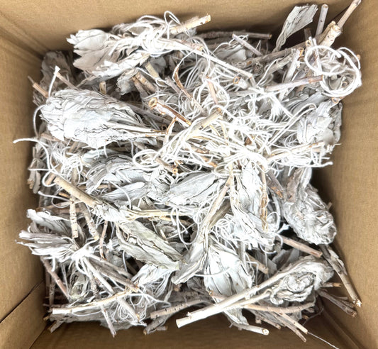 Weiße Salbei-Tulpe lose (1000g)
